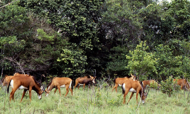 1 Day Shimba Hills Safari