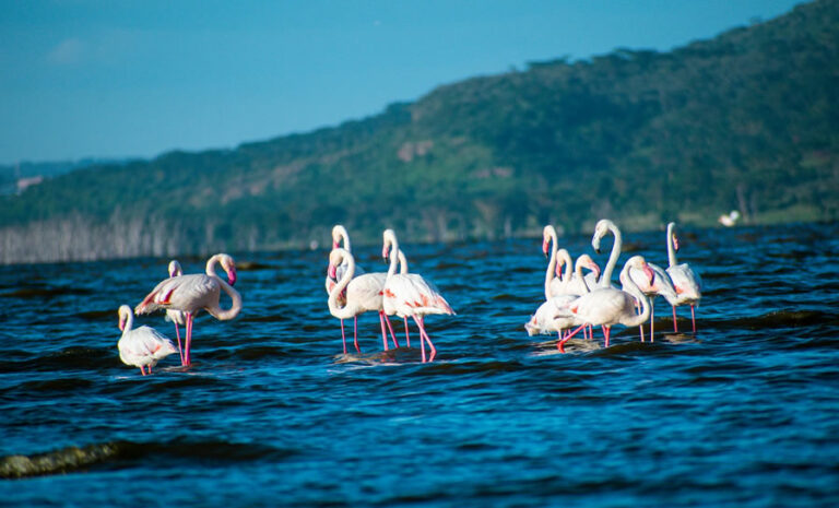 2 Days Nakuru National Park Adventures