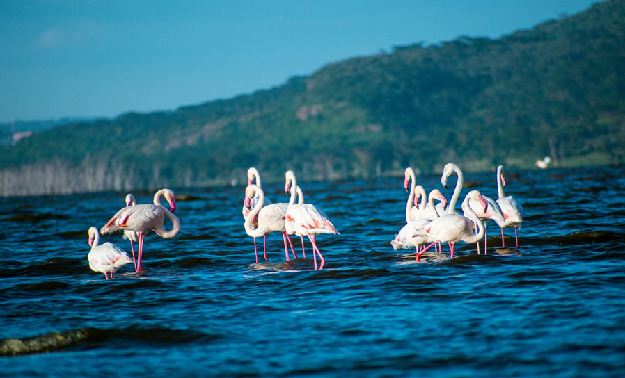 Read more about the article 2 Days  Nakuru National Park Adventures