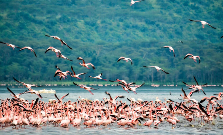 3 days Lake Nakuru National Park