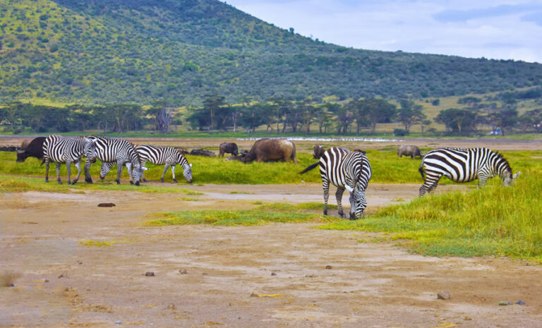 4 Days Maasai Mara and Lake Nakuru National Park
