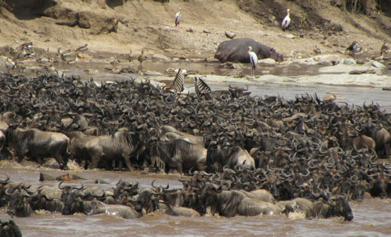 4 Days Masai Mara National Reserve