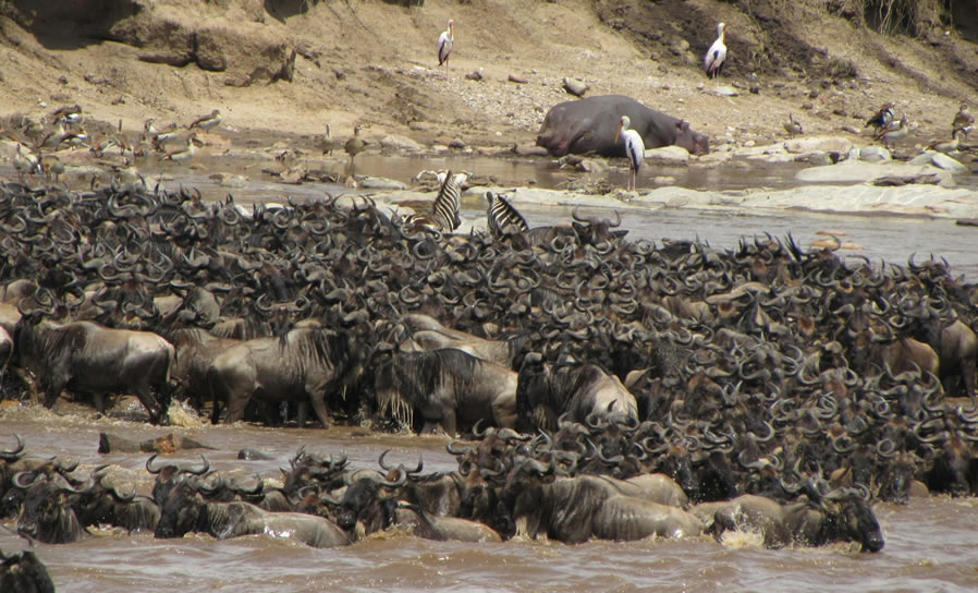 4 Days Masai Mara National Reserve