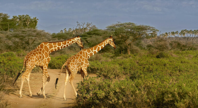 4 Days Samburu and Lake Nakuru National Park