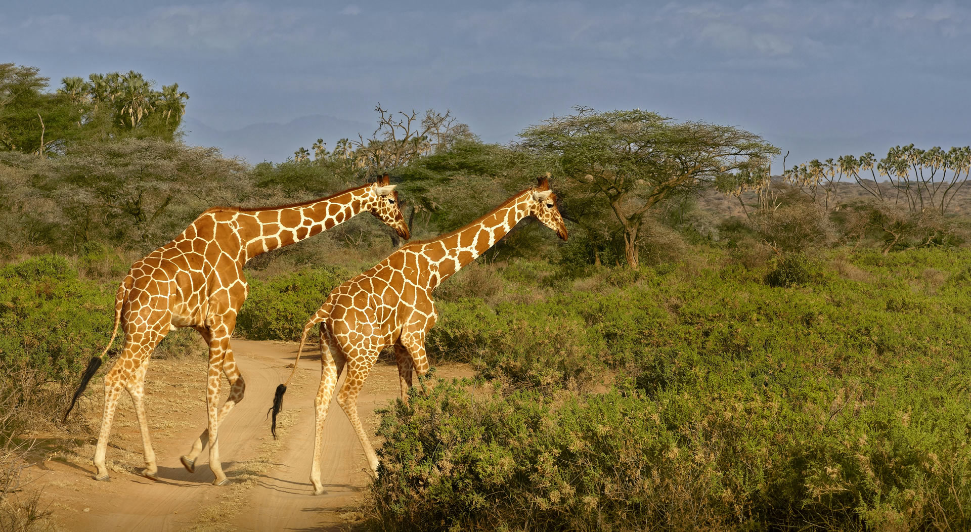 Read more about the article Tsavo East National Park