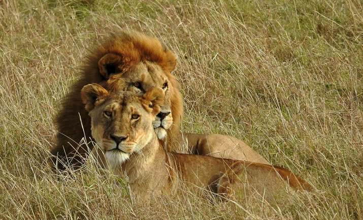 4 Days Samburu and Lake Nakuru National Park