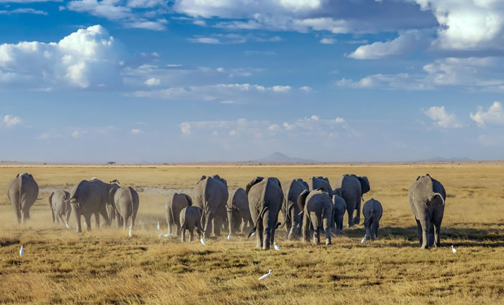5 Days Amboseli, Tsavo West, Tsavo East National Park and Mombasa