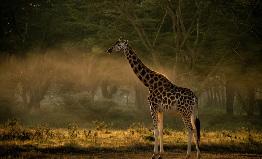 Read more about the article 5 Days: Samburu National Reserve,| Lake Nakuru National Park & Hell’s Gate