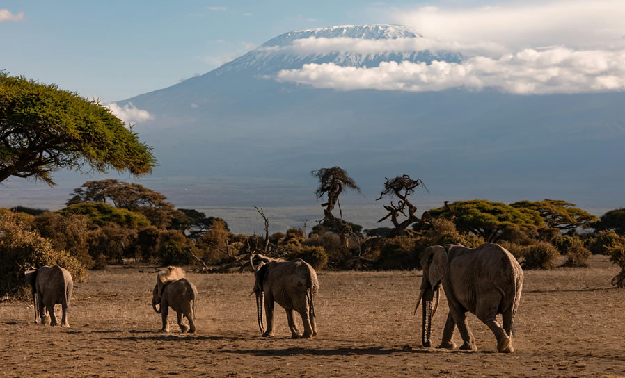 Read more about the article 5 Days  Tsavo East, west Voyager Ziwani and Amboseli safari