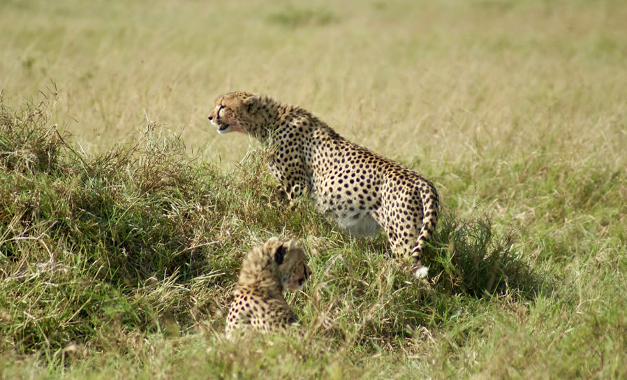 6 Days Masai Mara , Lake Nakuru and Amboseli National Park