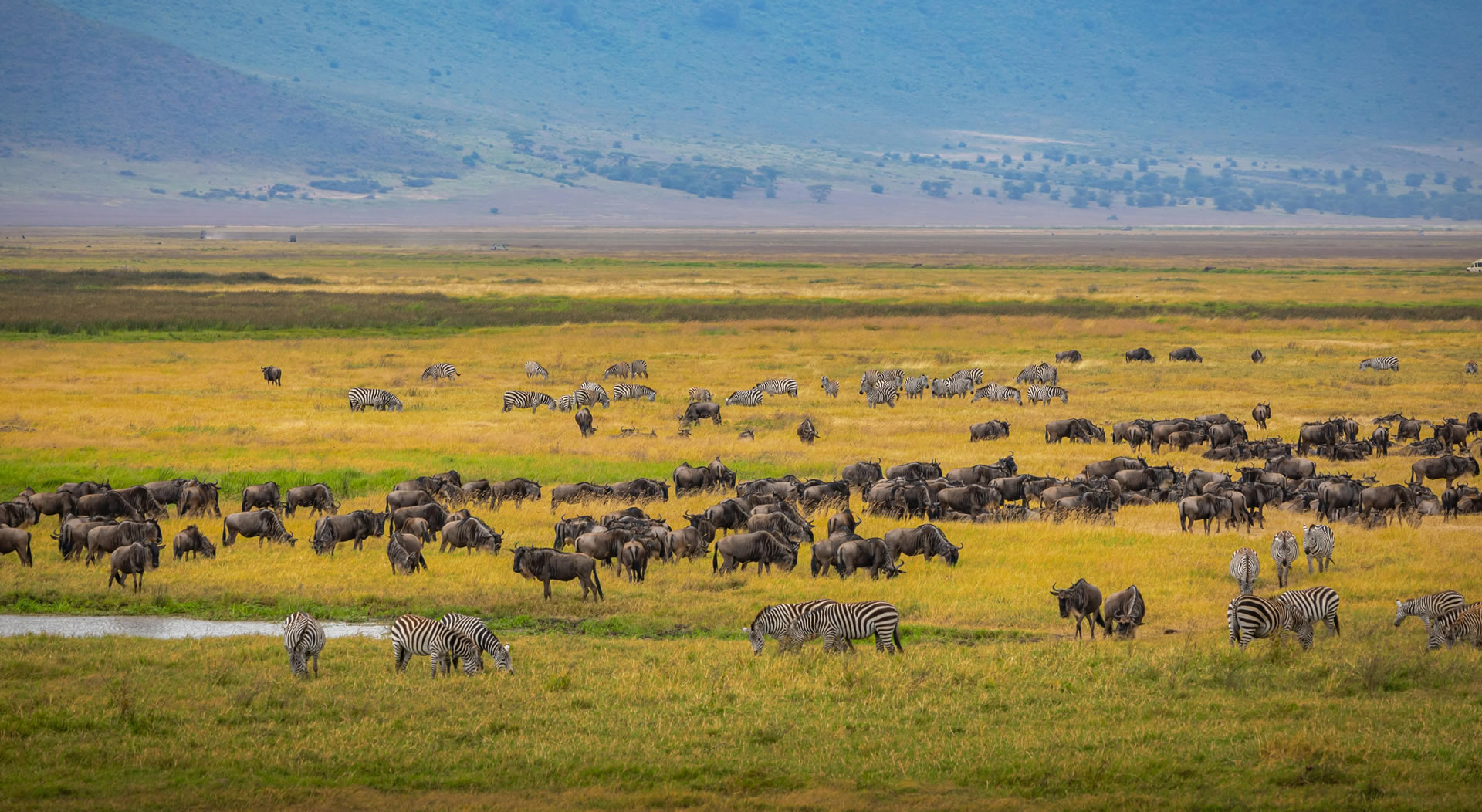 Read more about the article Maasai Mara National Reserve