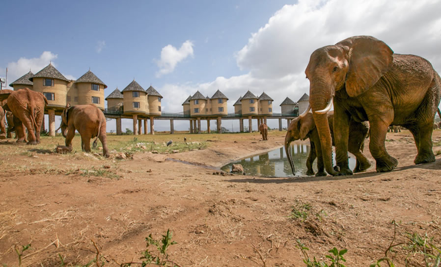 Read more about the article Explore Tsavo, Amboseli & Taita Hills in 5 Days – Safari with Salt Lick Experience