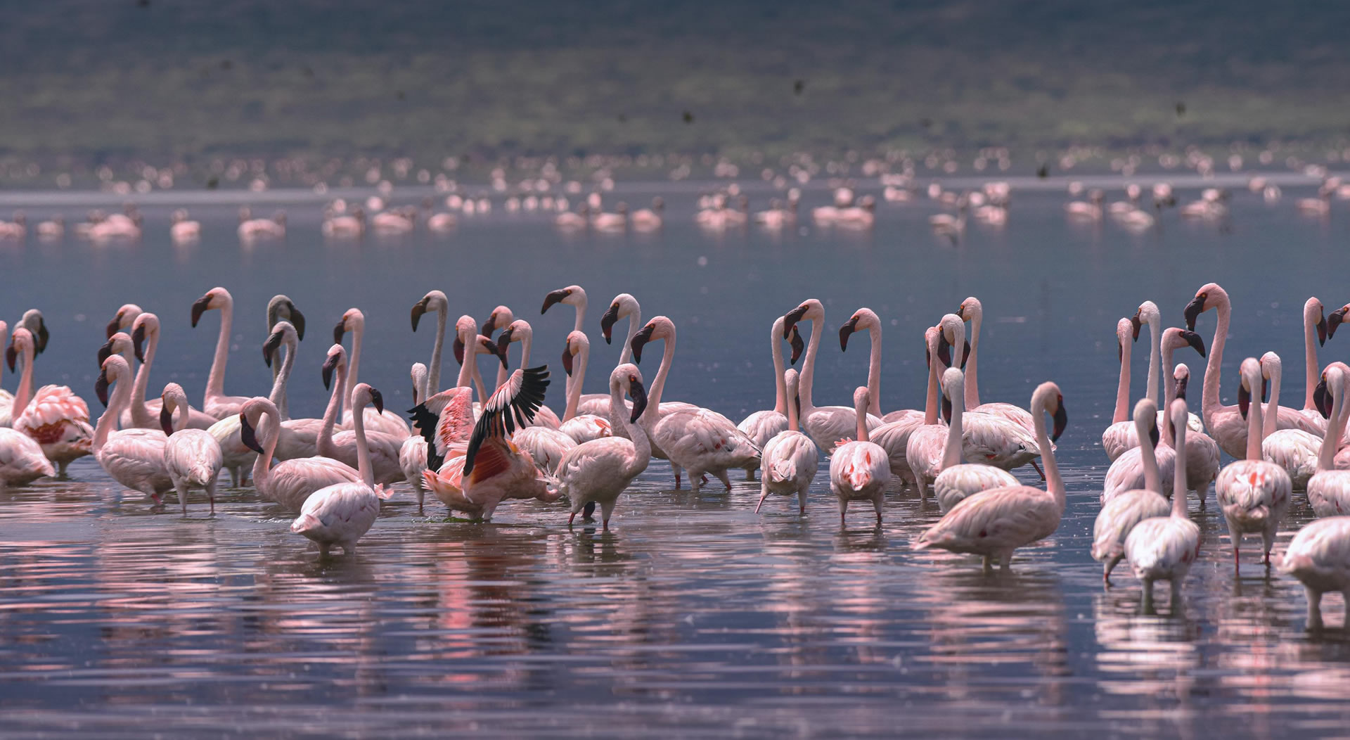 Read more about the article Lake Nakuru National Park