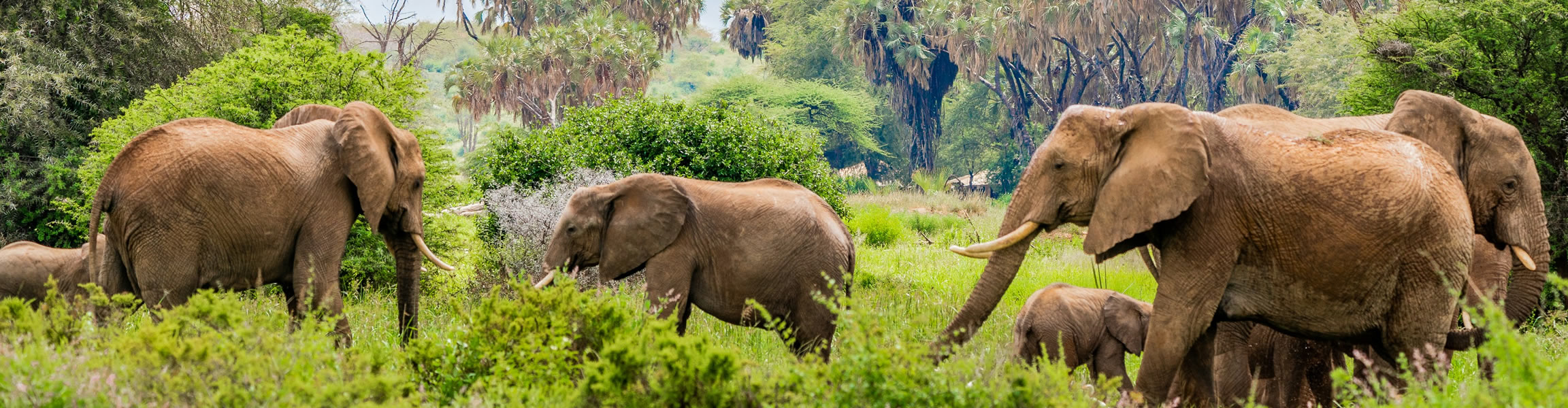 Read more about the article Samburu National Park