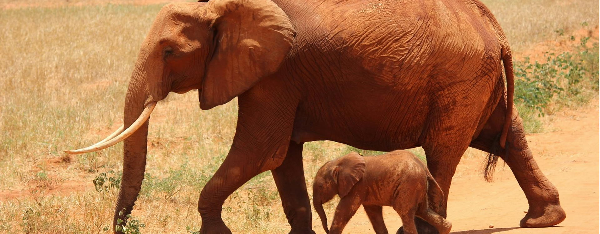 Read more about the article 2 Days Safari  Tsavo  East National Park